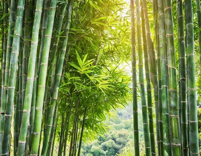 Lush Green Bamboo Forest With Sunlight Filtering Through