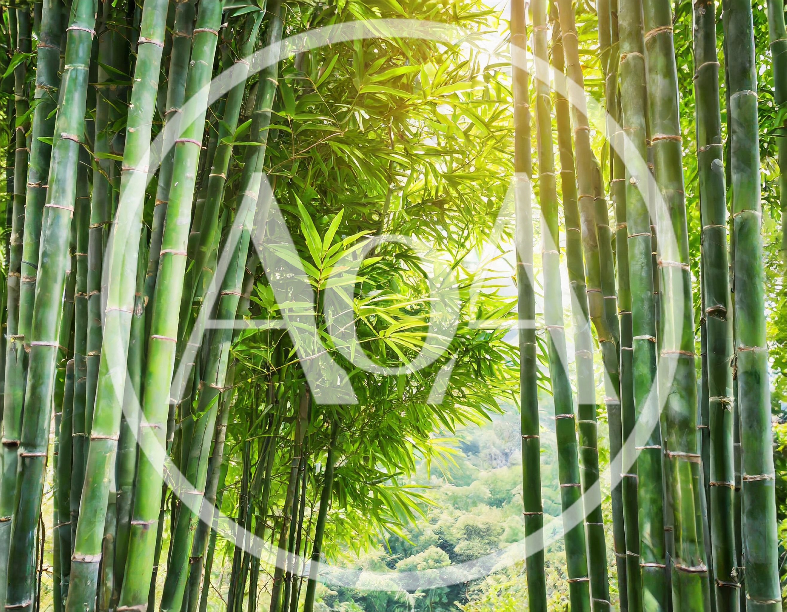 Lush Green Bamboo Forest With Sunlight Filtering Through