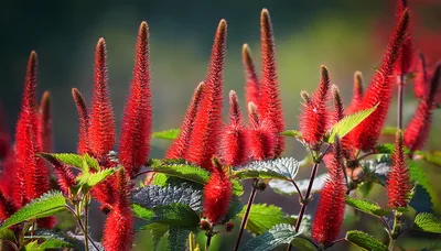 Vibrant Red Persicaria Amplexicaulis Flowers in Garden