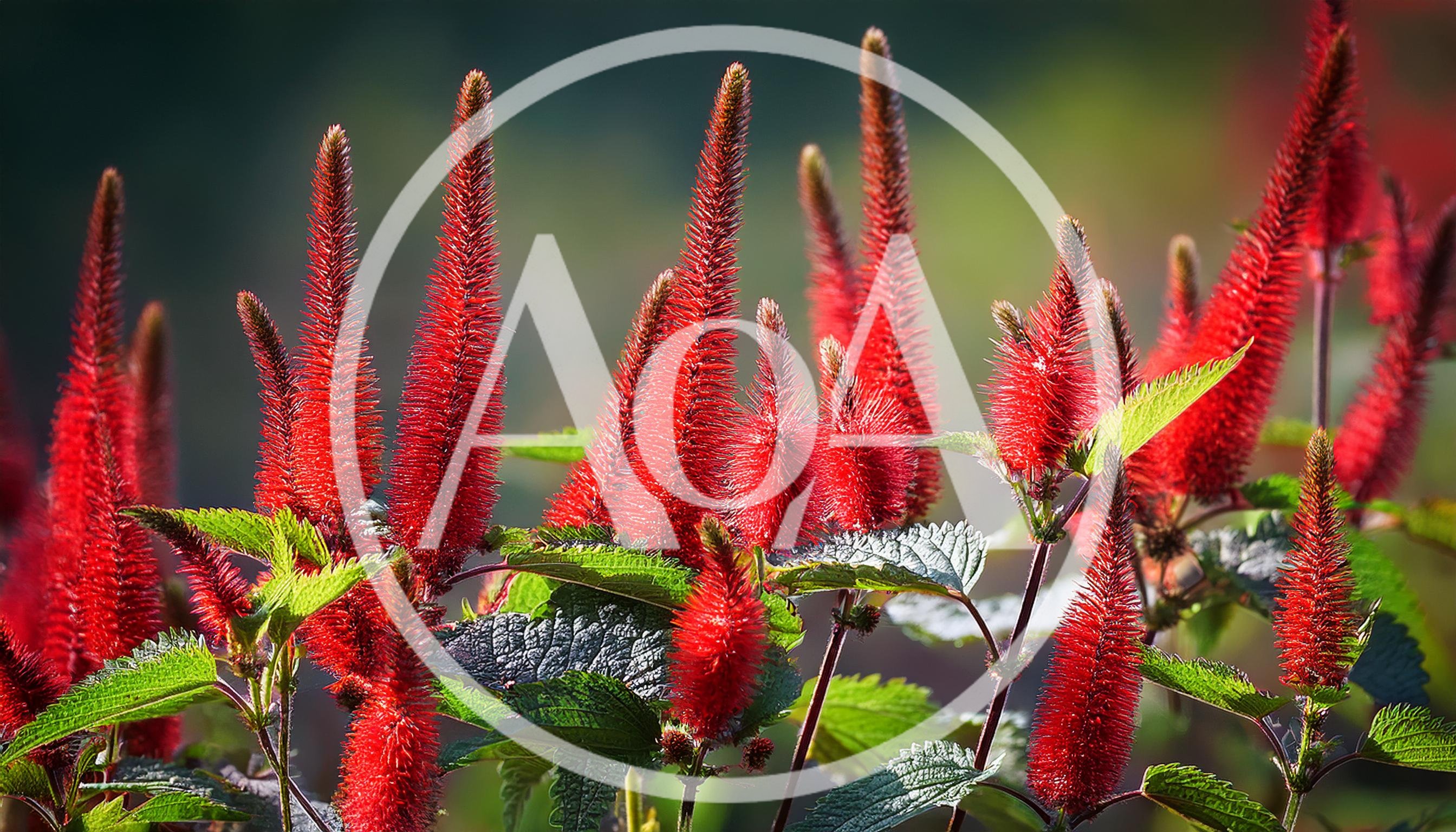 Vibrant Red Persicaria Amplexicaulis Flowers in Garden