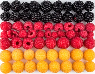 Rows of Fresh Blackberries and Raspberries