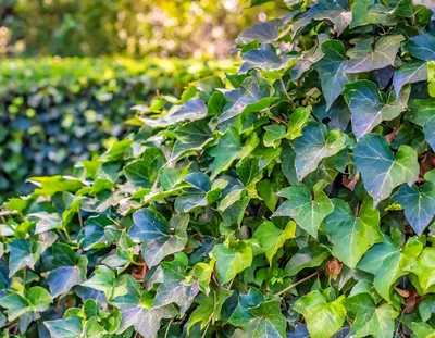 Lush Green Ivy Leaves Growing On A Garden Wall