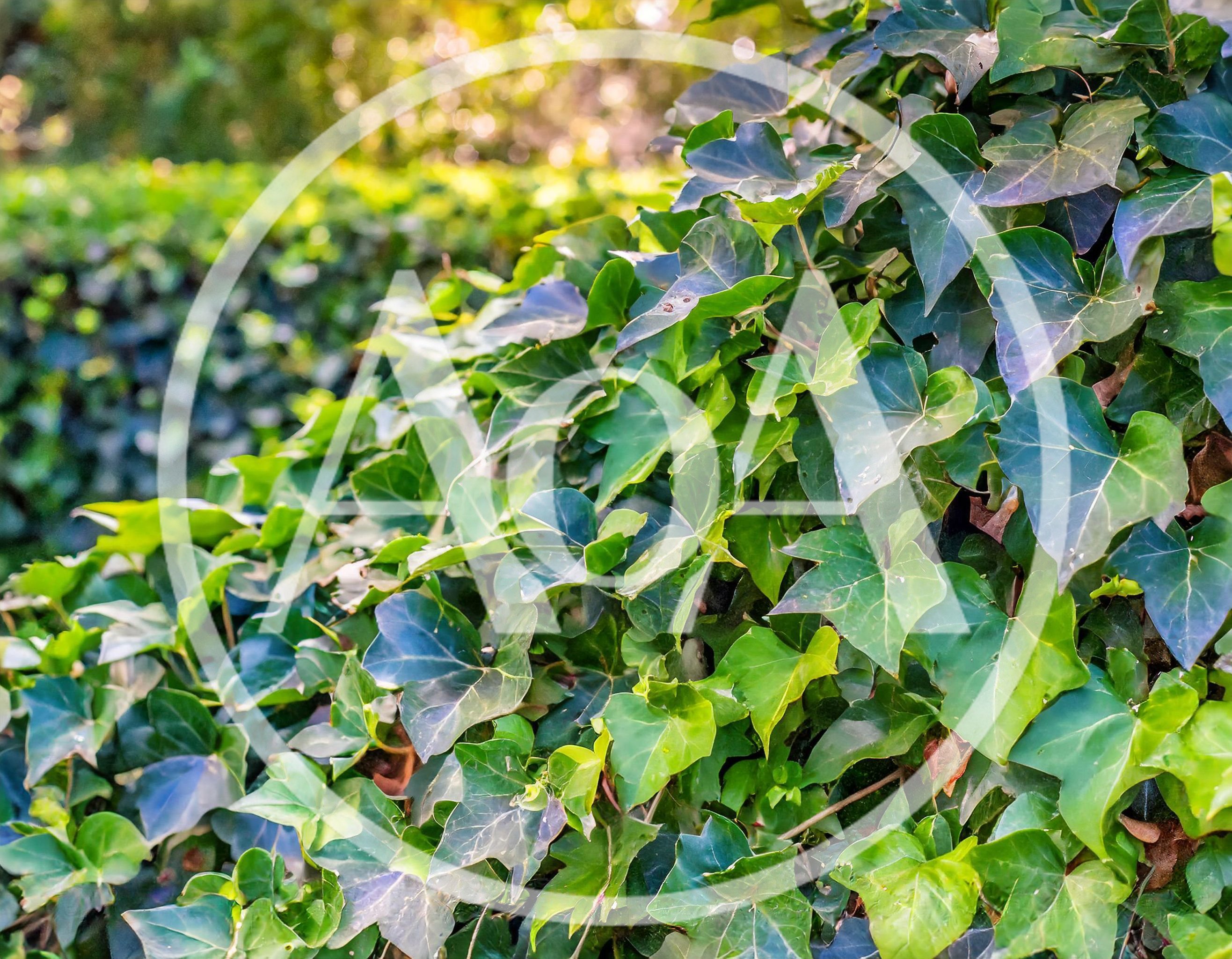 Lush Green Ivy Leaves Growing On A Garden Wall