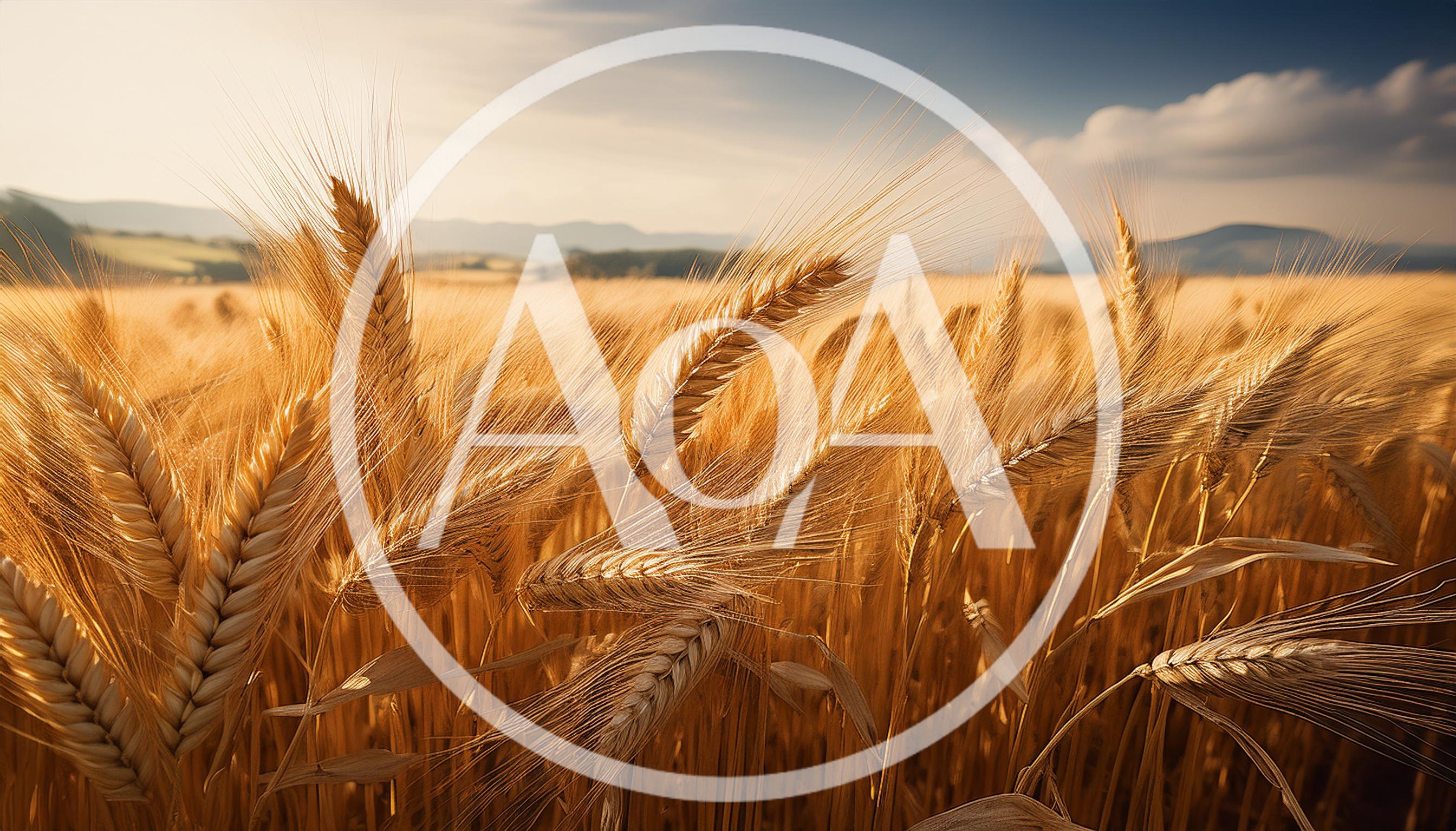 Golden Wheat Field Under A Warm Sunset Sky