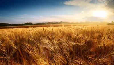 Golden Wheat Field Under A Bright Sunset Sky