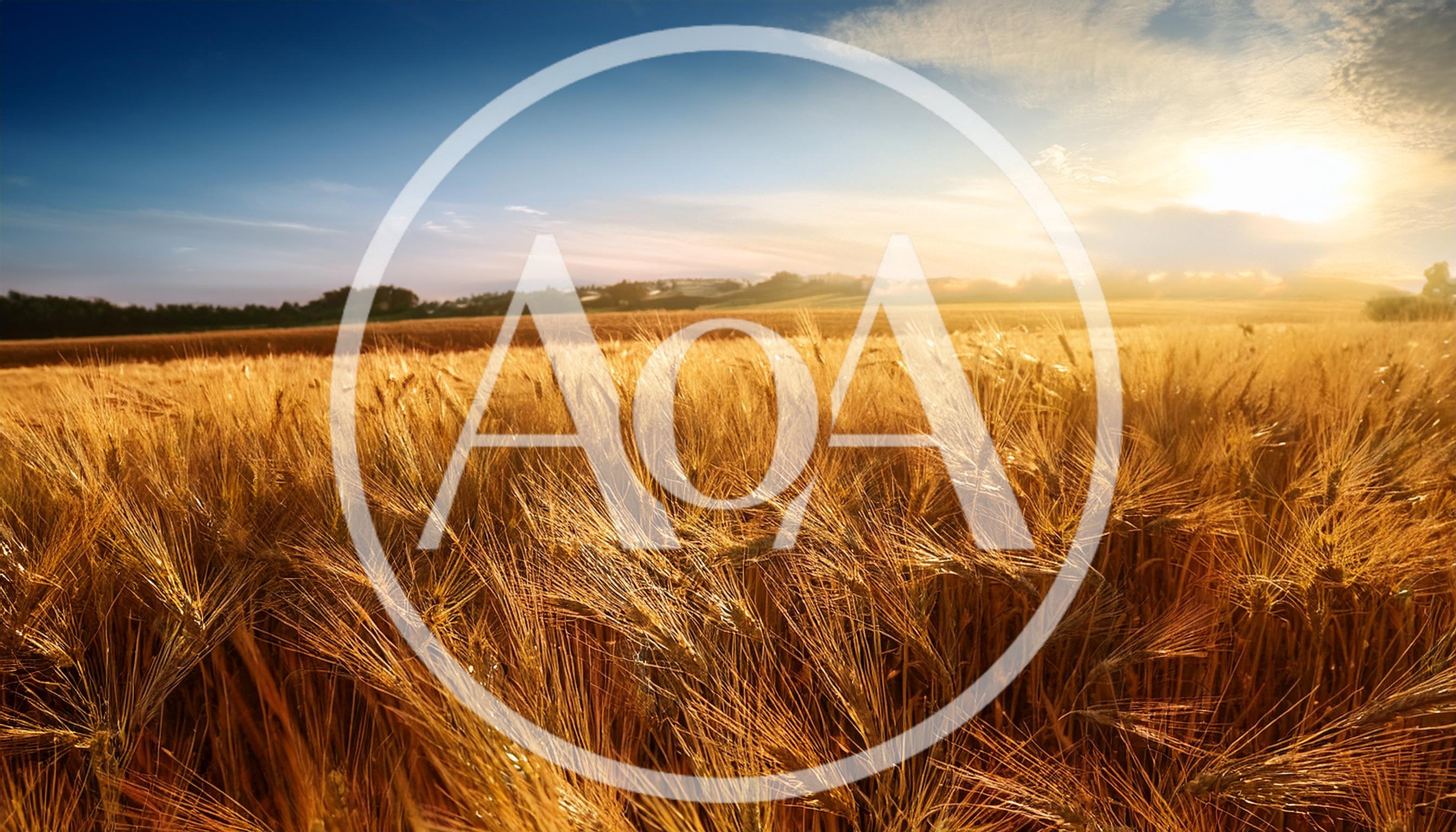 Golden Wheat Field Under A Bright Sunset Sky