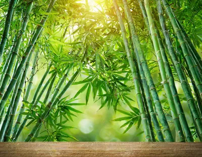 Wooden Table Surface Against A Lush Bamboo Forest