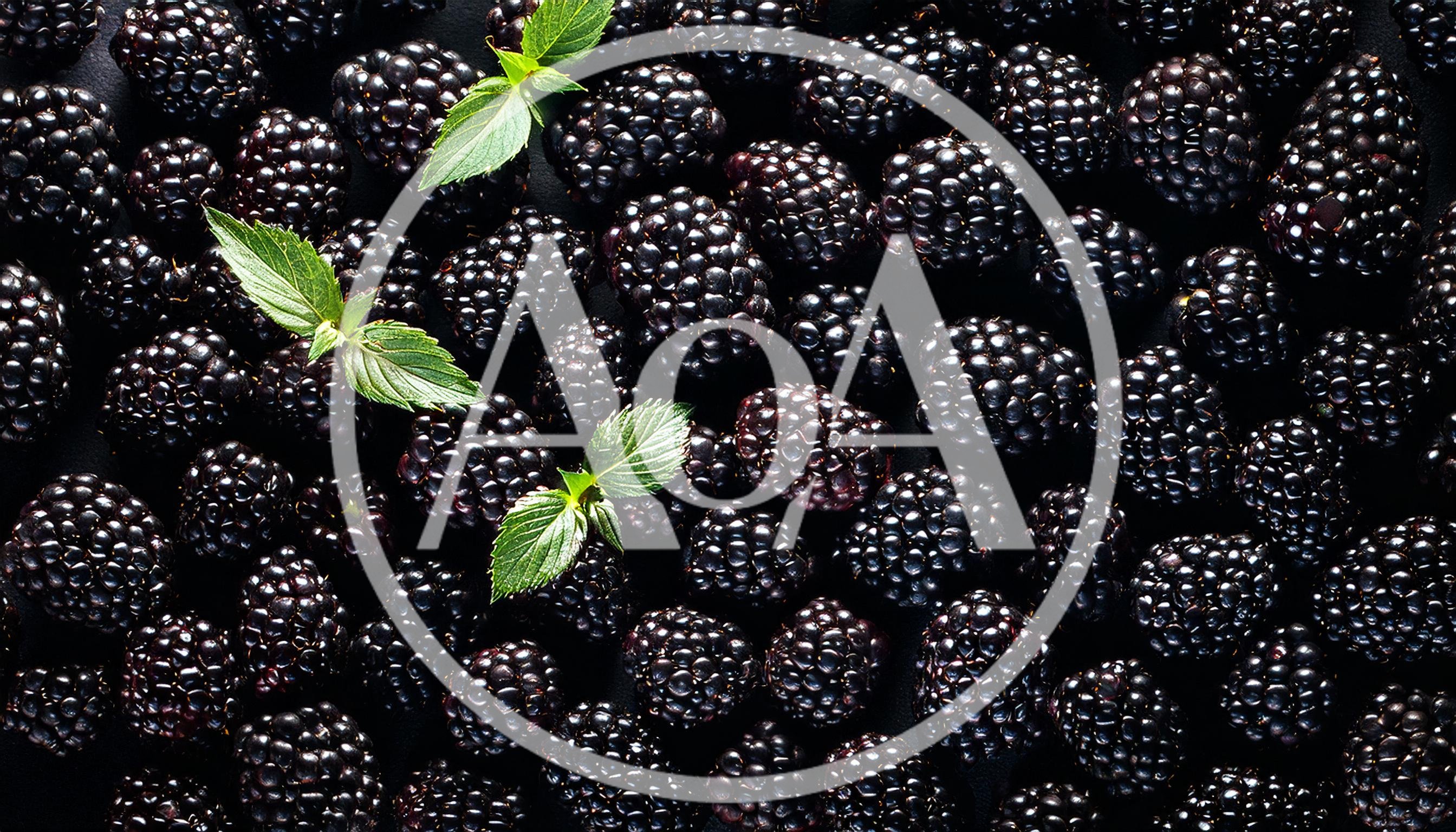 Fresh Ripe Blackberries With Green Mint Leaves