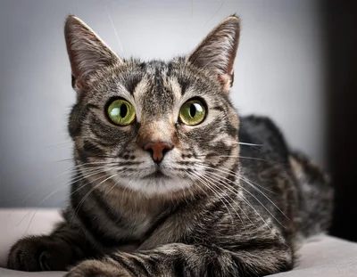 Portrait Of A Tabby Cat With Green Eyes