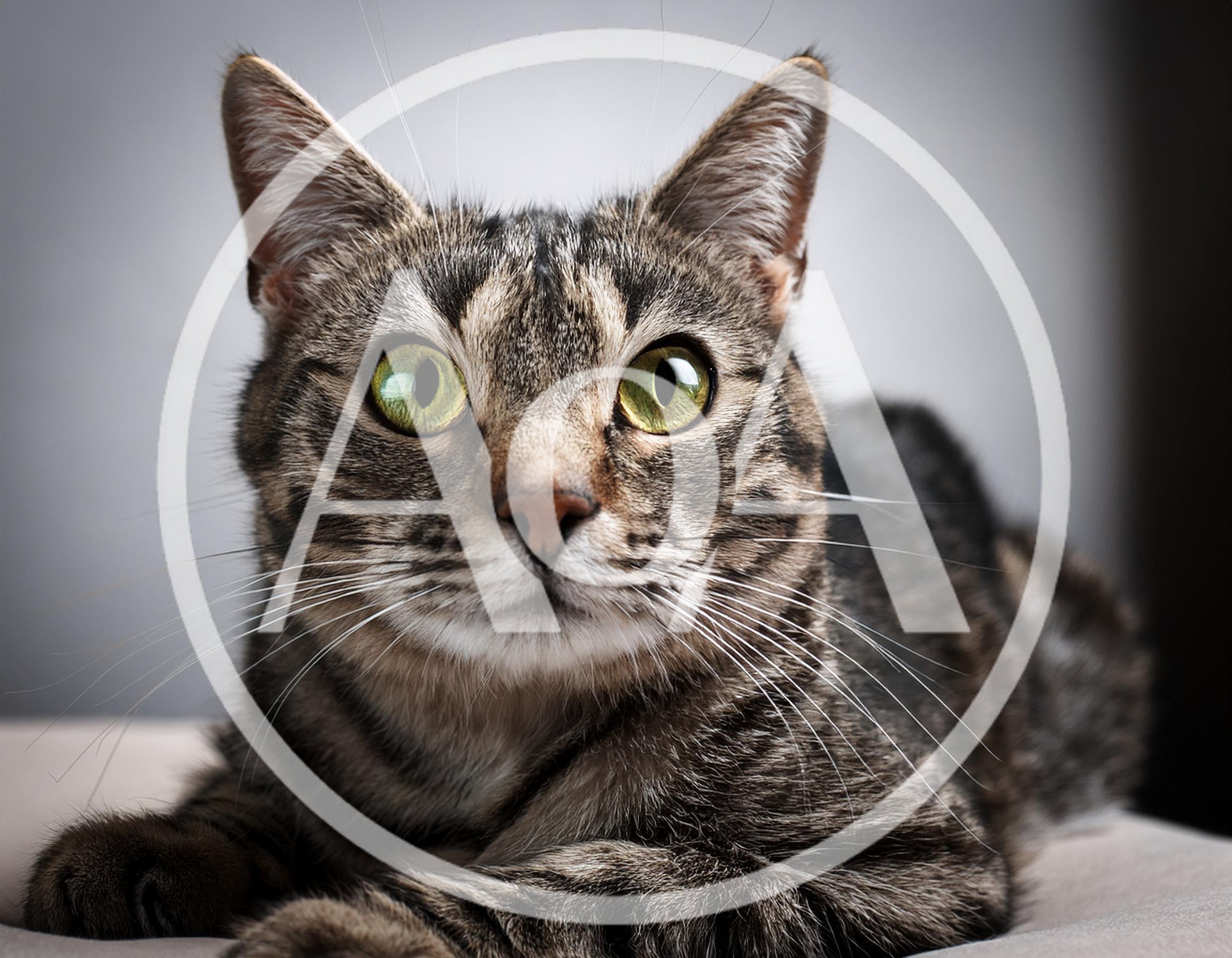 Portrait Of A Tabby Cat With Green Eyes