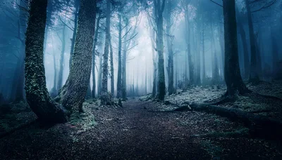 Misty Forest Path Through Ancient Mossy Trees