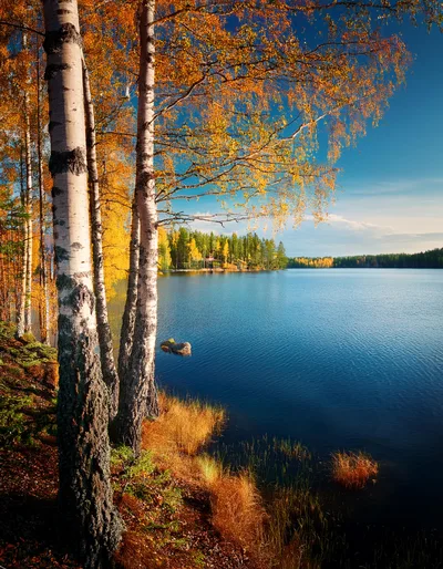 Autumn Birch Trees Overlooking A Calm Blue Lake