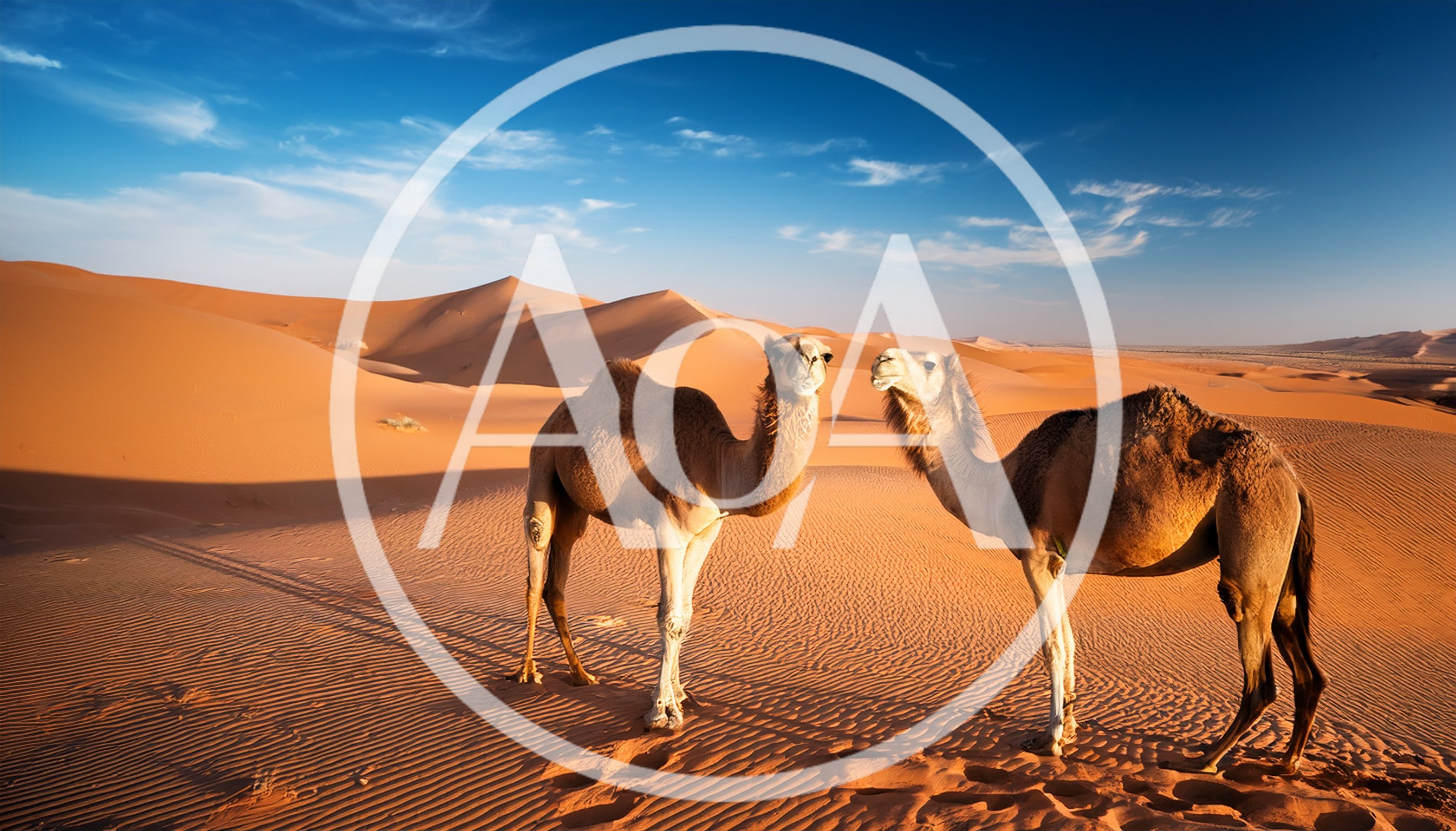 Two Camels Standing In The Vast Arabian Desert
