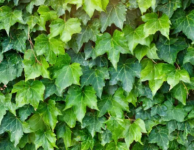 Lush Green Ivy Leaves Covering A Wall