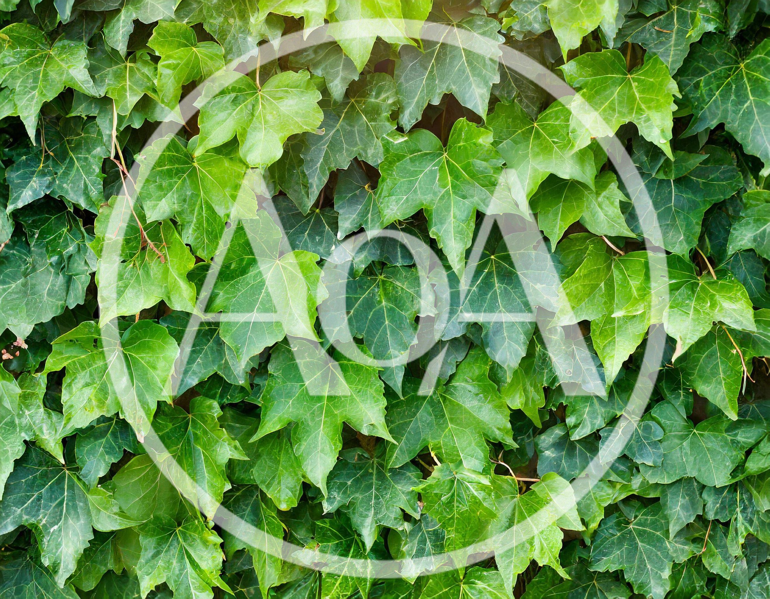 Lush Green Ivy Leaves Covering A Wall