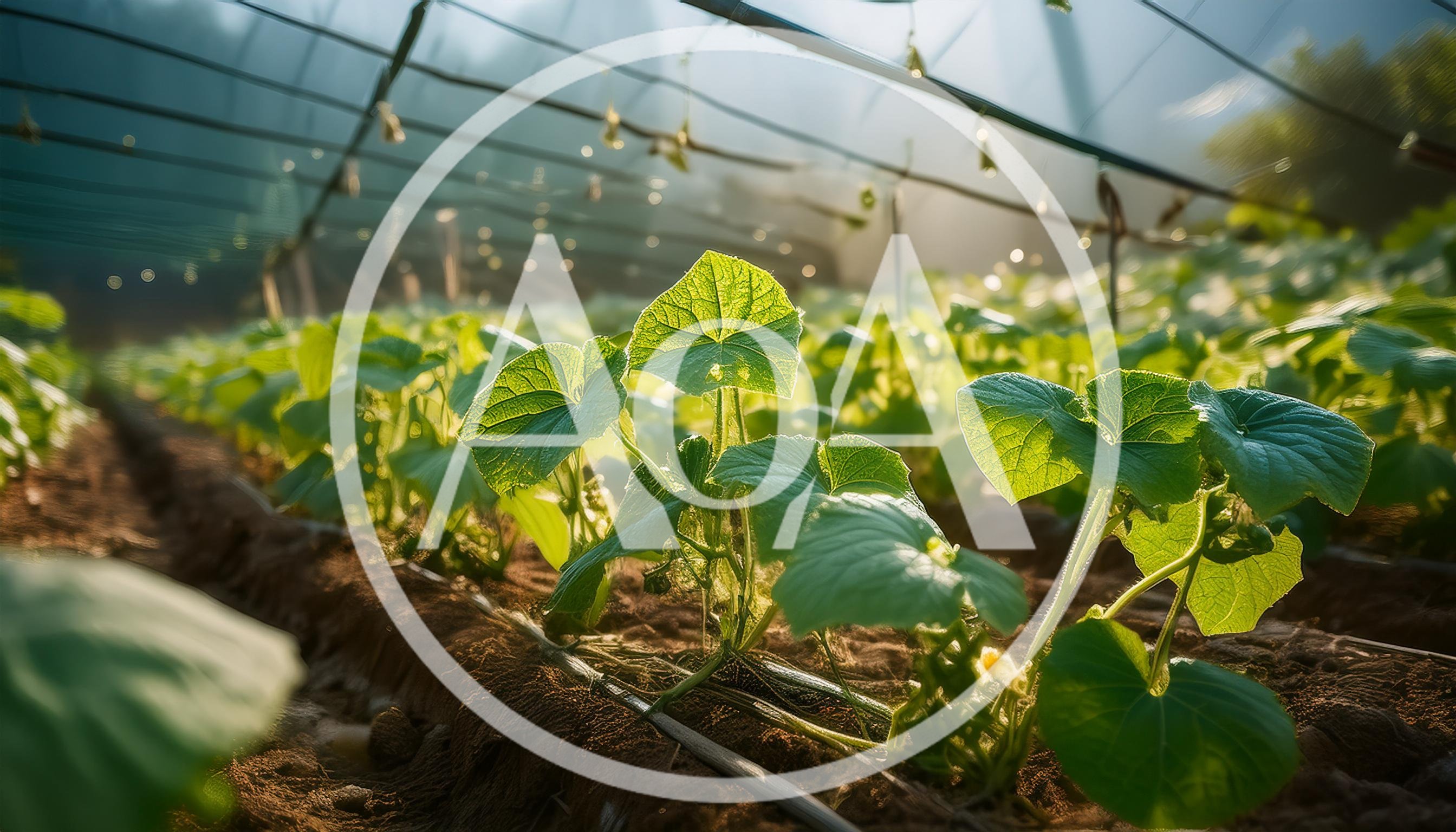 Young Cucumber Plants Growing In A Greenhouse