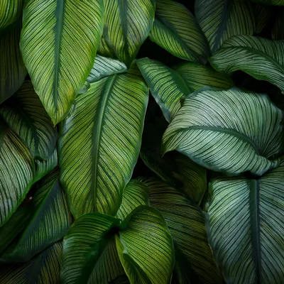 Close Up Of Calathea Ornata Pinstripe Plant Leaves