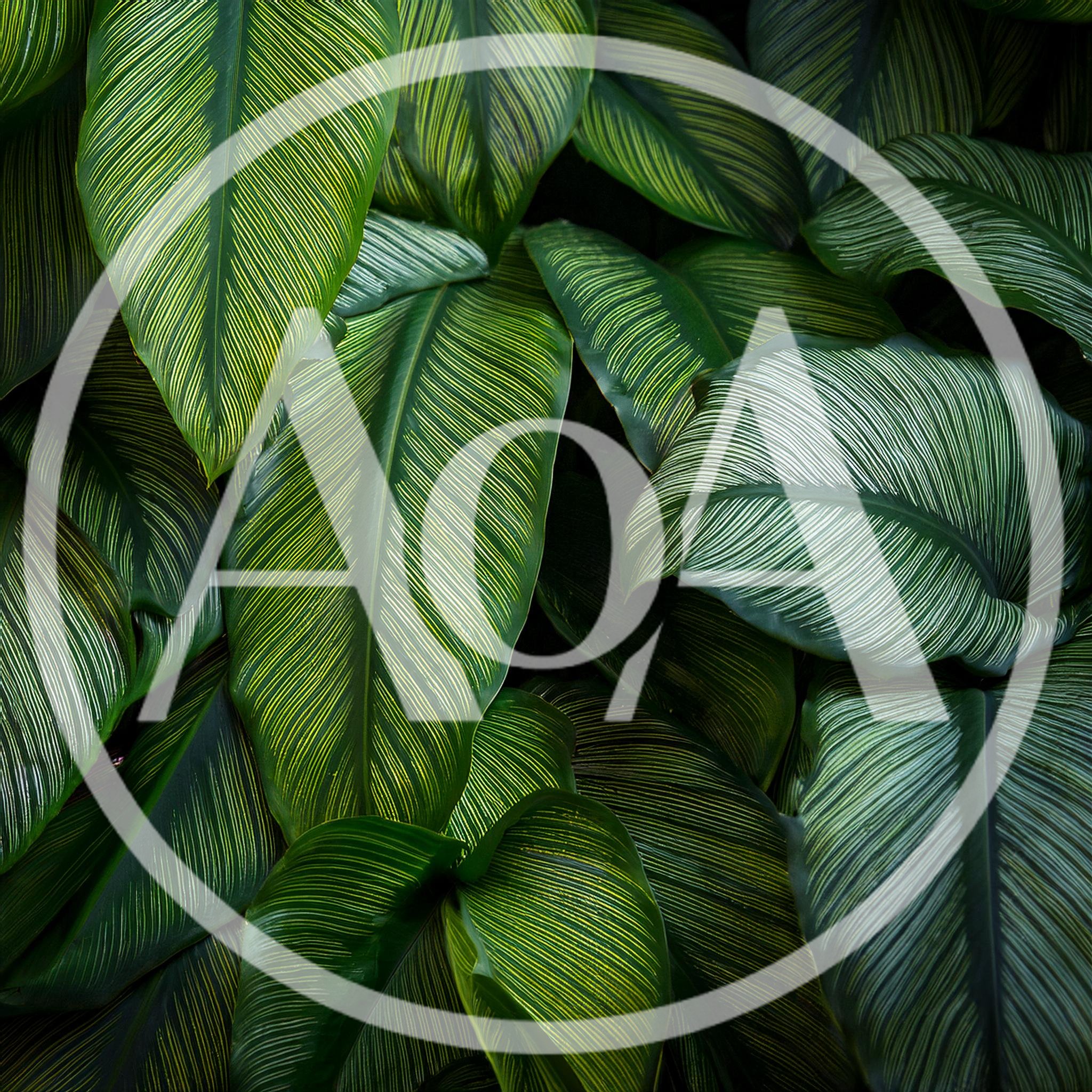 Close Up Of Calathea Ornata Pinstripe Plant Leaves