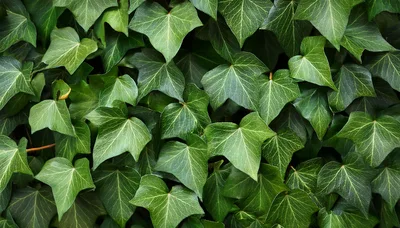 Lush Green Ivy Leaves Covering A Wall