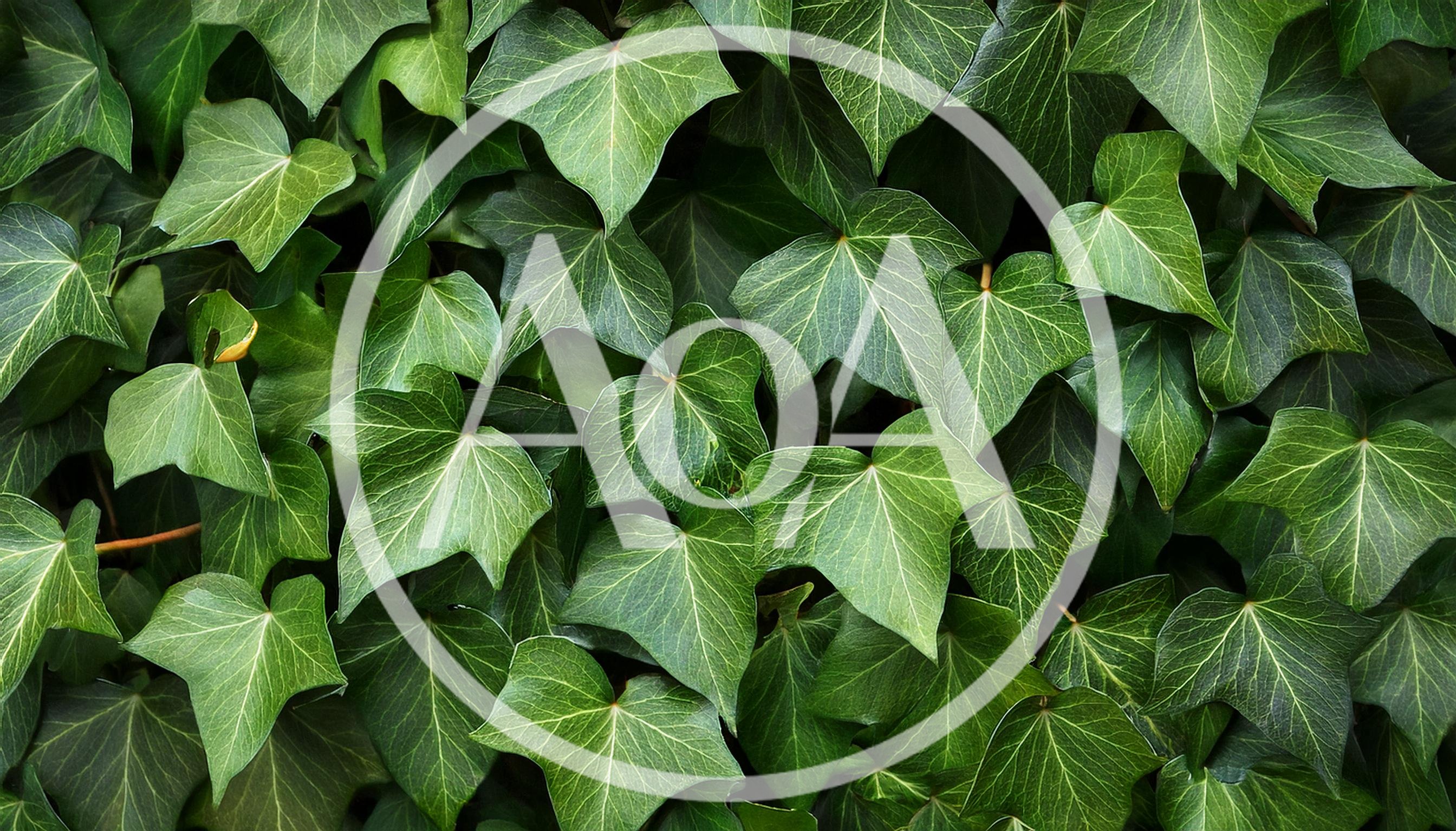Lush Green Ivy Leaves Covering A Wall