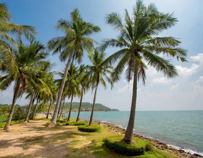 Palm Trees Along A Tropical Coastal Beach