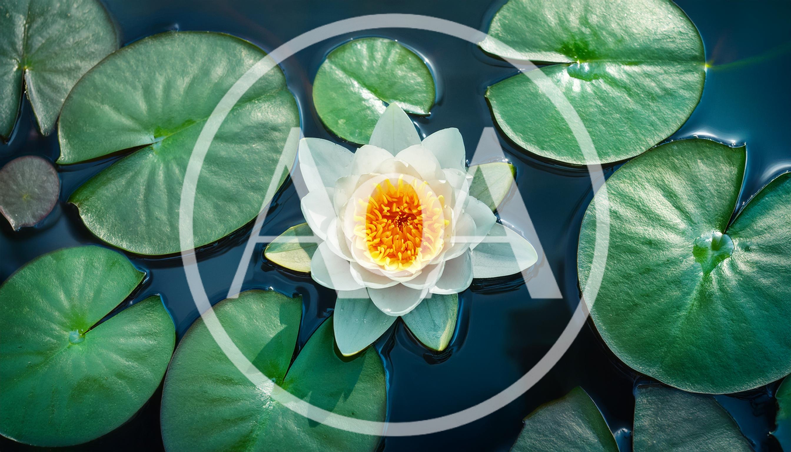 White Water Lily Floating On Dark Pond Water
