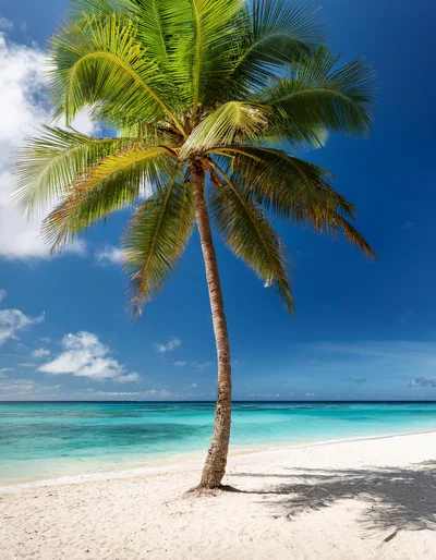 Single Coconut Palm Tree On Tropical White Sand Beach