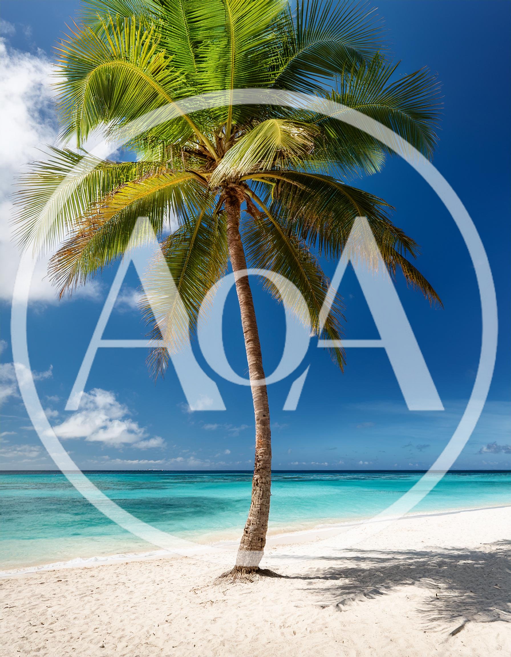 Single Coconut Palm Tree On Tropical White Sand Beach