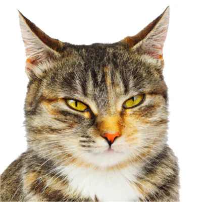 Close Up Portrait Of A Tabby Cat