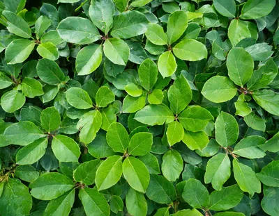 Lush Green Foliage Of A Dense Shrub