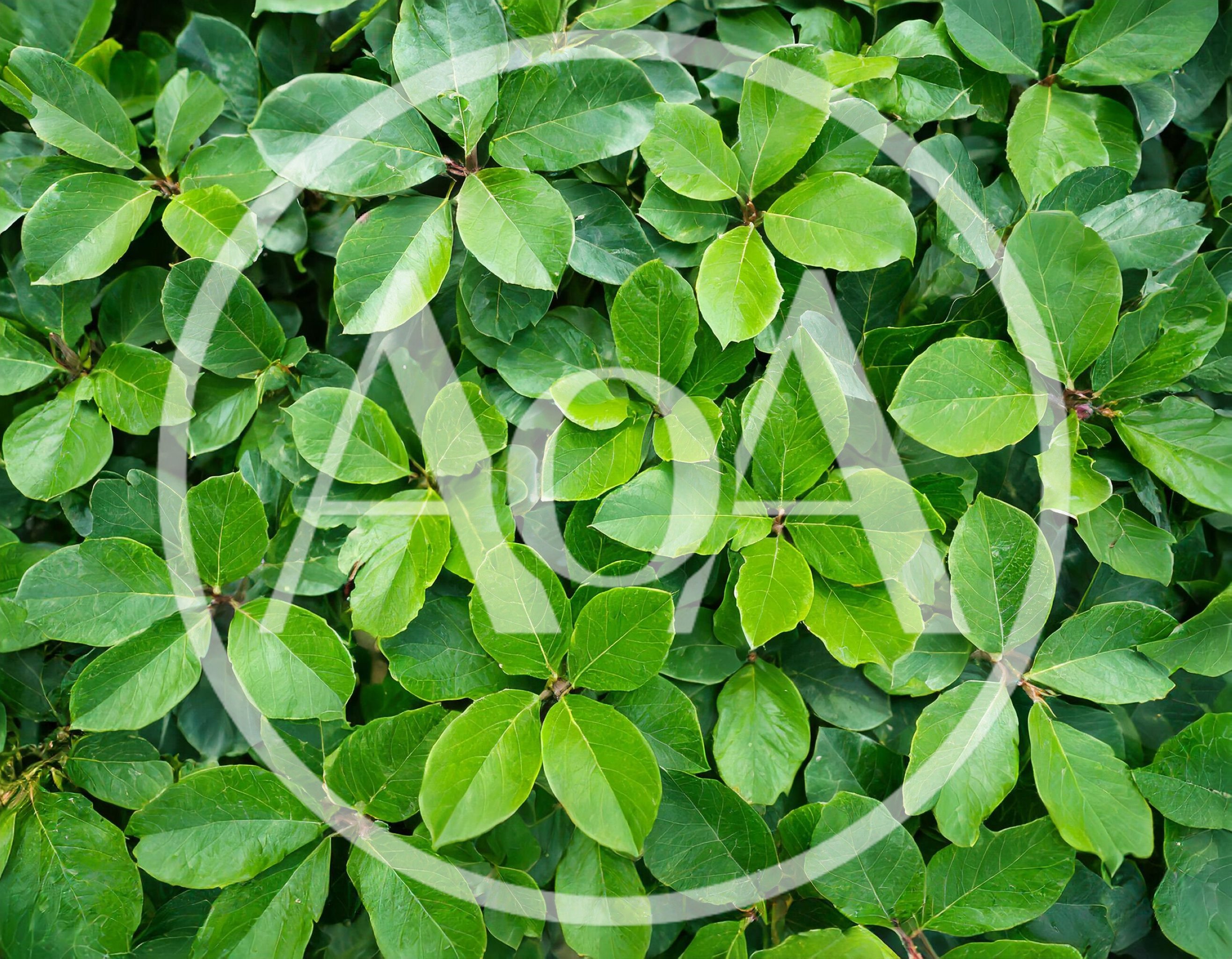 Lush Green Foliage Of A Dense Shrub