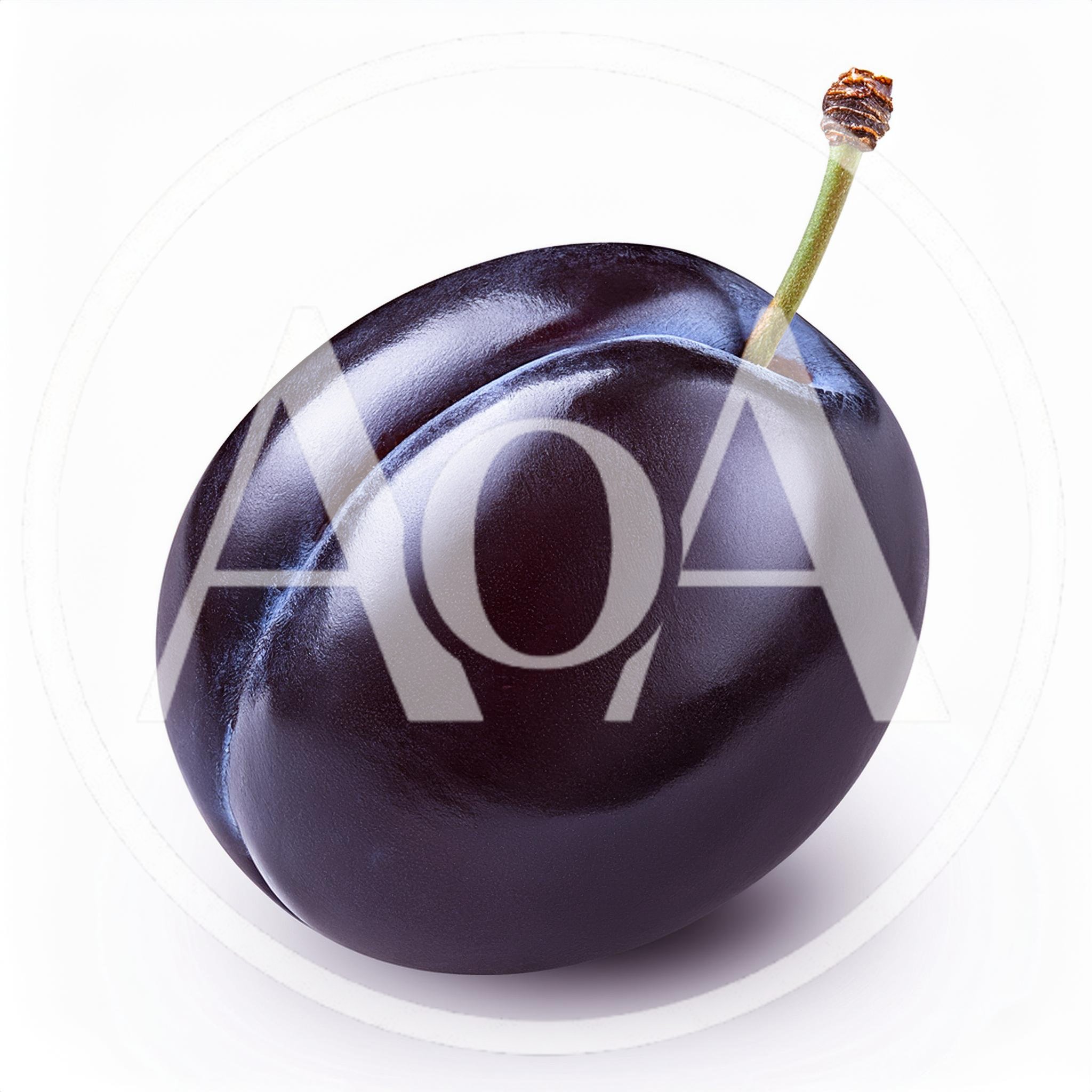 Single Fresh Ripe Purple Plum With Stem