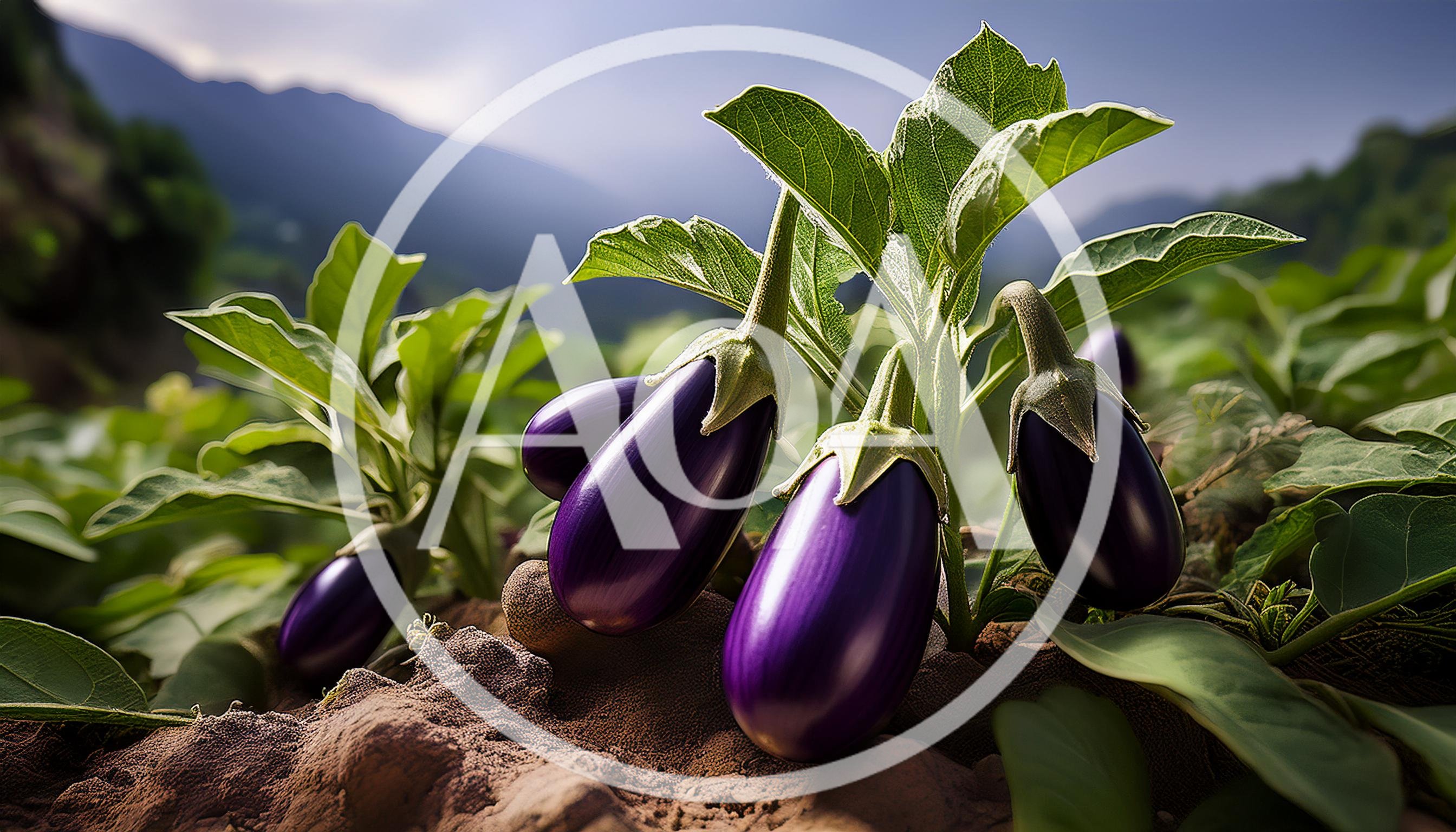 Fresh Purple Eggplants Growing In A Sunny Garden