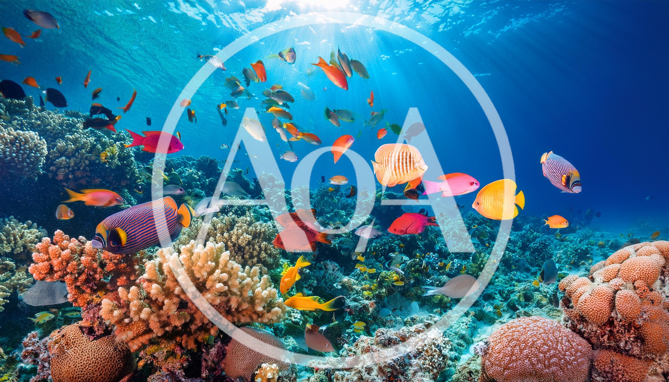 Vibrant Tropical Fish Swimming Over Coral Reef
