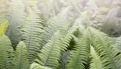 Lush Green Fern Fronds in a Misty Forest