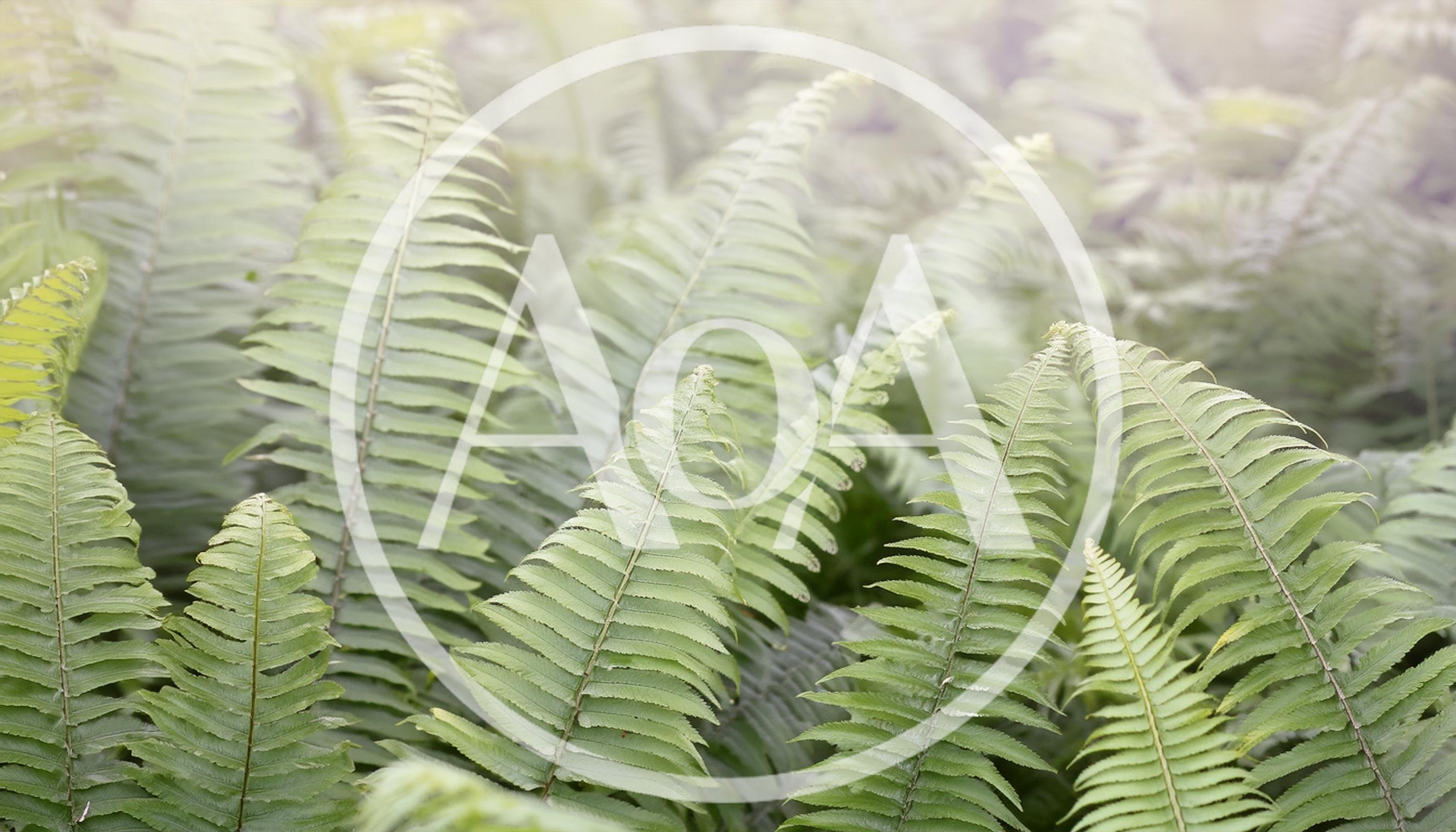 Lush Green Fern Fronds in a Misty Forest