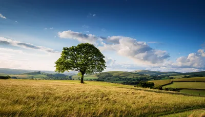 Solitary Oak Tree In A Rolling Golden Meadow
