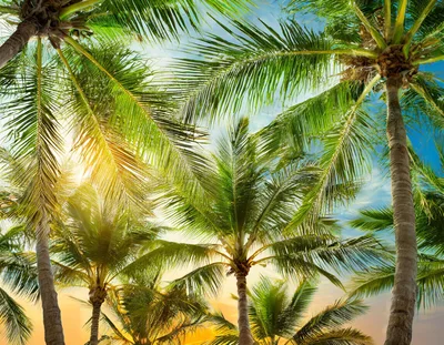 Low Angle View Of Tropical Palm Trees At Sunset