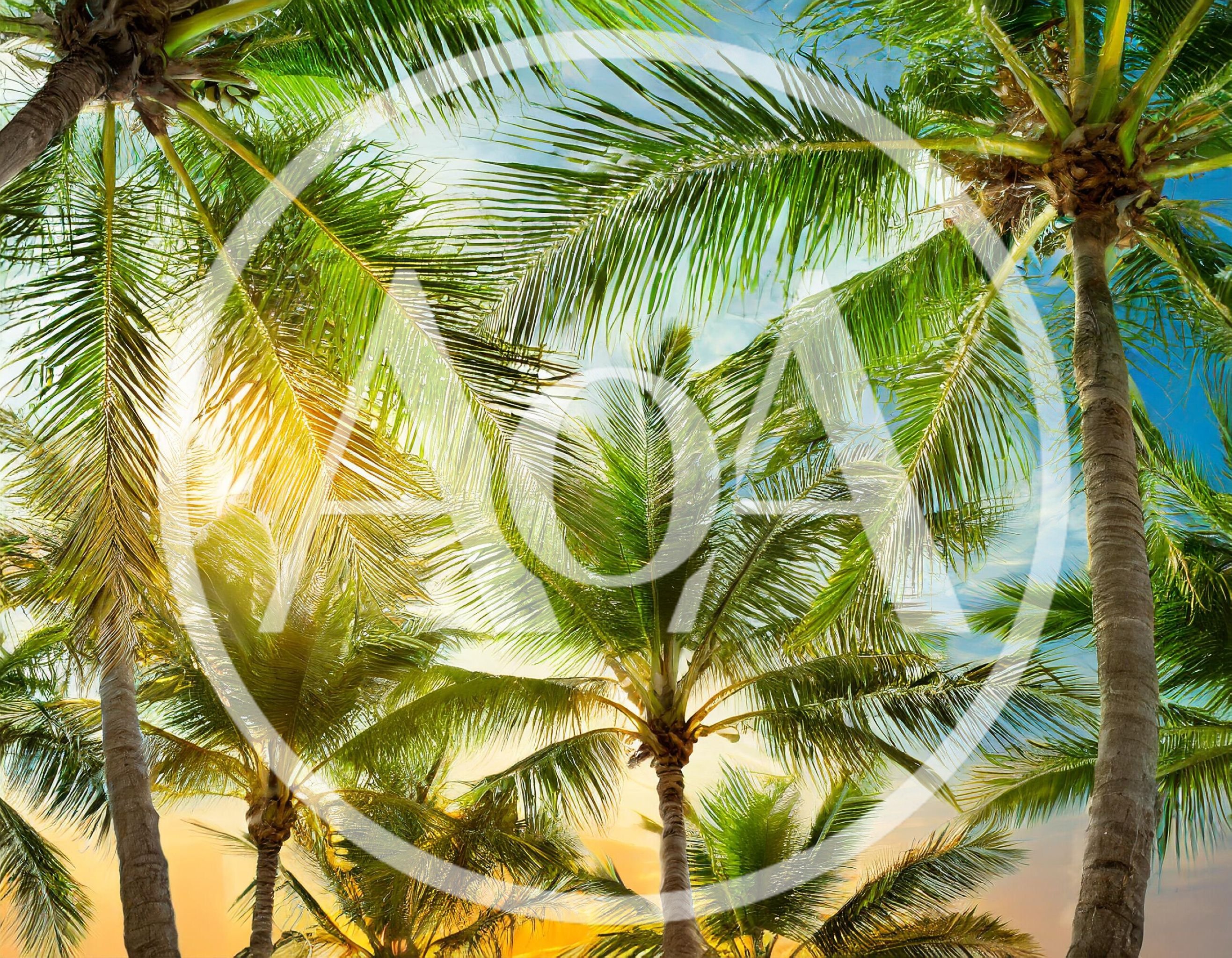 Low Angle View Of Tropical Palm Trees At Sunset