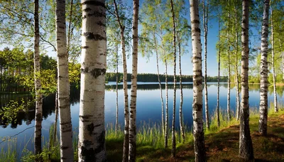 Birch Trees Along A Calm Forest Lake