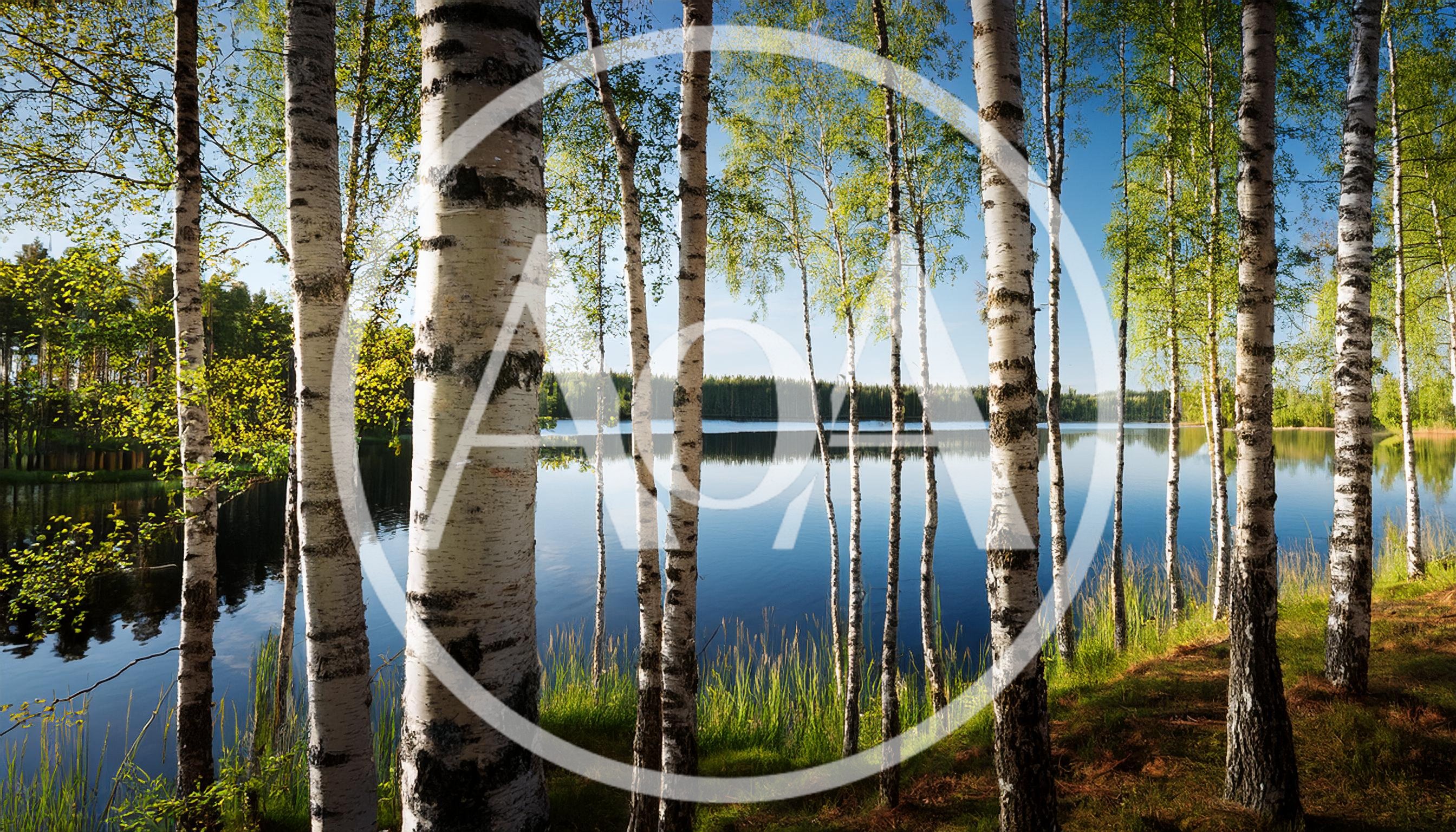 Birch Trees Along A Calm Forest Lake