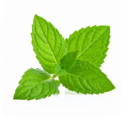 Fresh Green Mint Leaves Isolated On White Background