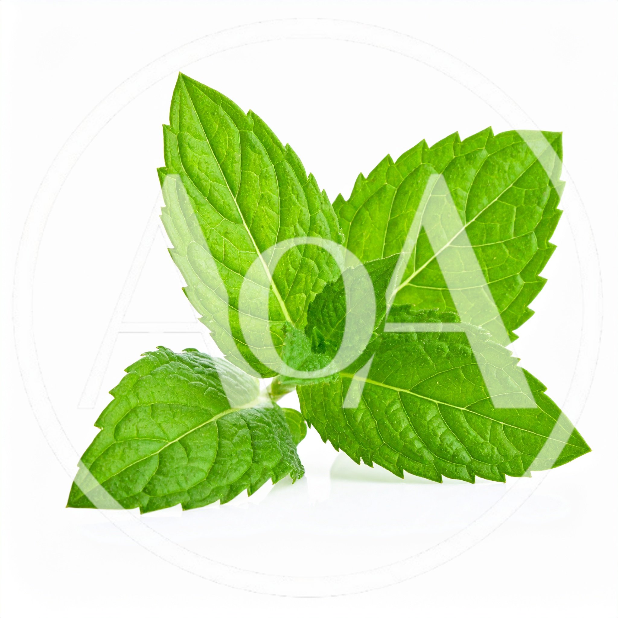 Fresh Green Mint Leaves Isolated On White Background