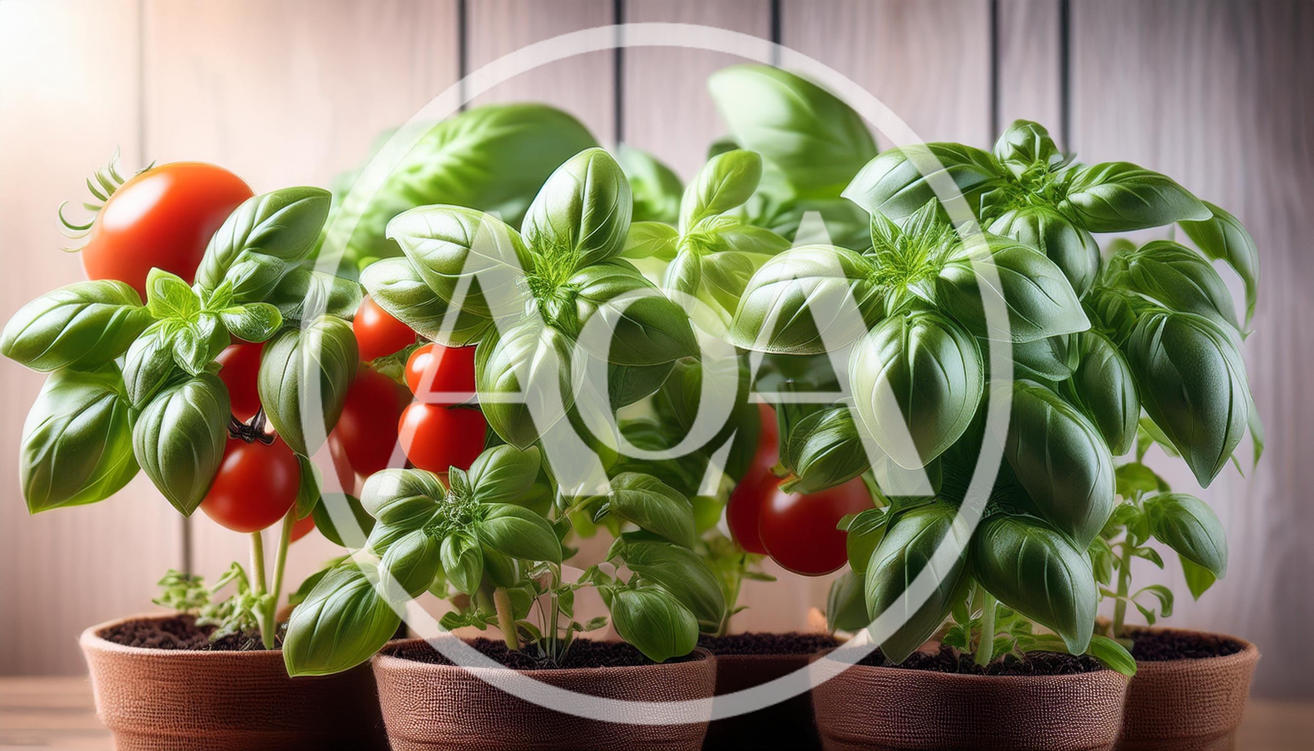 Potted Basil Plants With Fresh Cherry Tomatoes