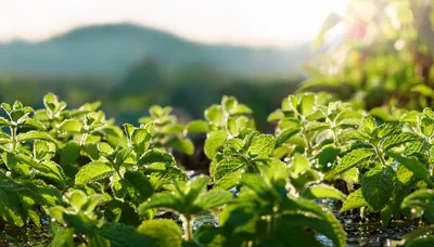 Fresh Green Mint Leaves Growing In A Sunny Garden