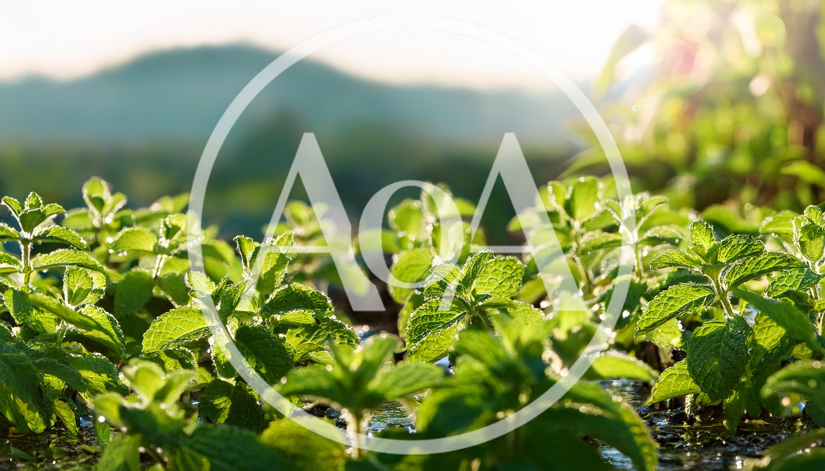 Fresh Green Mint Leaves Growing In A Sunny Garden