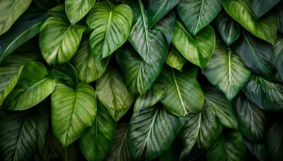Lush Green Calathea Leaves With White Veins