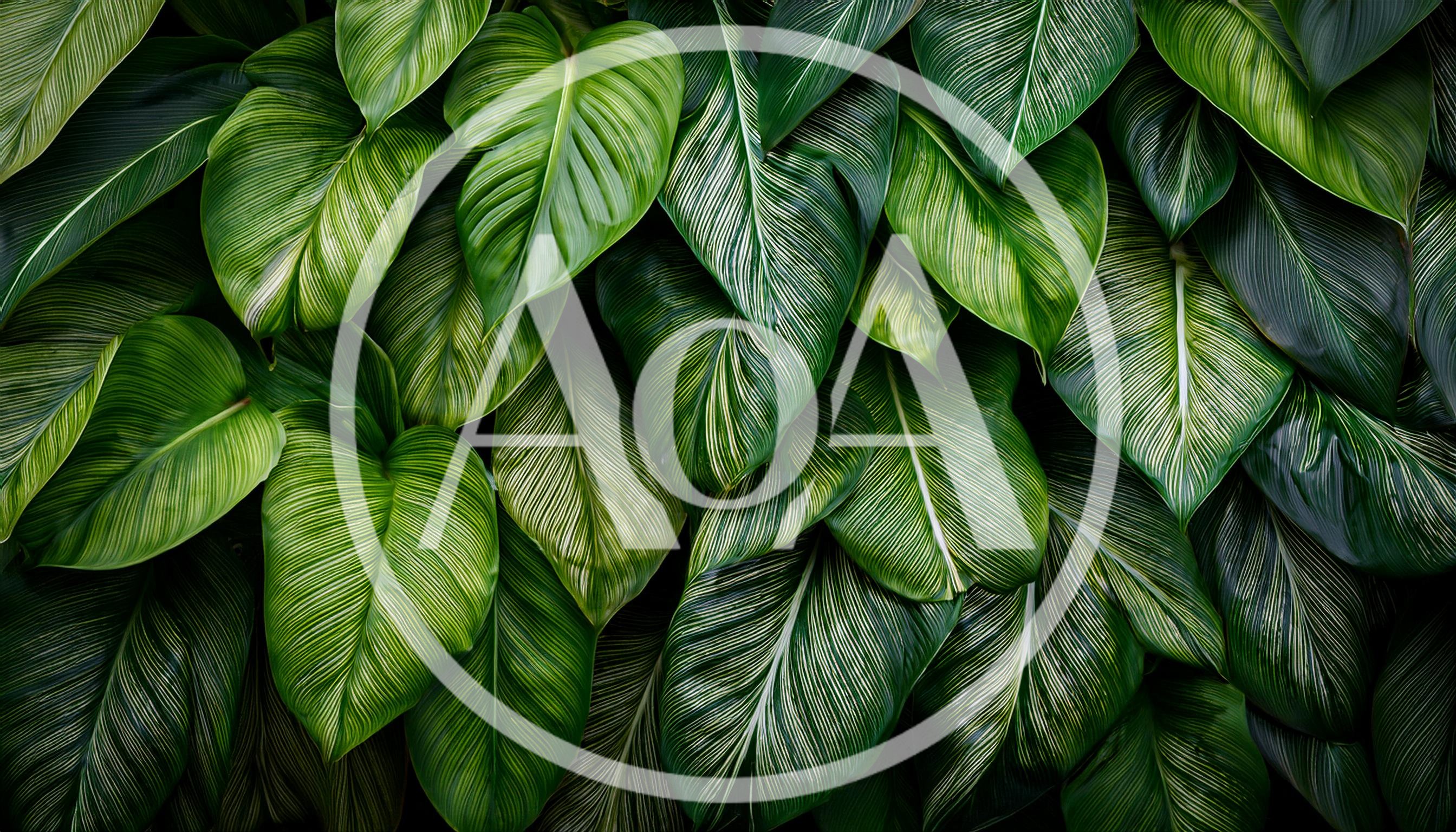 Lush Green Calathea Leaves With White Veins