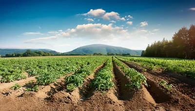 Rows Of Potato Plants In A Sunny Farm Field