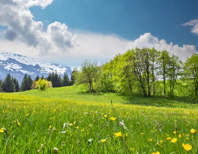 Spring Meadow With Wildflowers And Snow Capped Mountains